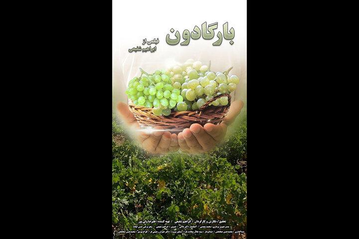 «بارگادون» آماده نمایش شد/ مستندی درباره خوشه‌چینی انگور