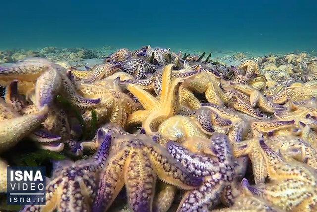 ویدیو/ کشف جدید دانشمندان درباره ستاره‌های دریایی