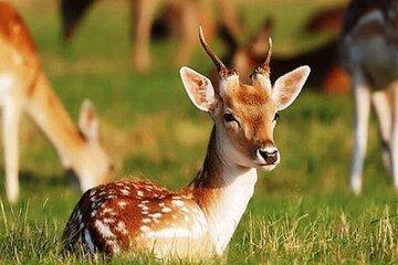 آهویی که مار می‌خورد!/ عکس