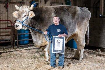 بزرگترین گاو دنیا که رکوردهای گینس را به‌دست آورده است/ عکس