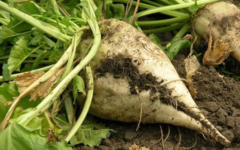 کاهش ۲۰ درصدی برداشت چغندر مرغوب خراسان رضوی