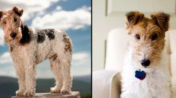 این سگ در خطر انقراض است/ عکس