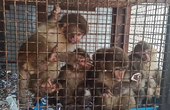 کشف ۱۴ قلاده میمون در پایانه مسافربری بیرجند