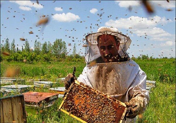 افزایش ۵ درصدی تولید عسل در لرستان