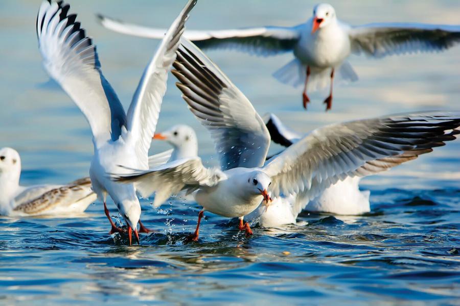 مهاجرت عجیب ۲۴۰ گونه پرنده به تهران