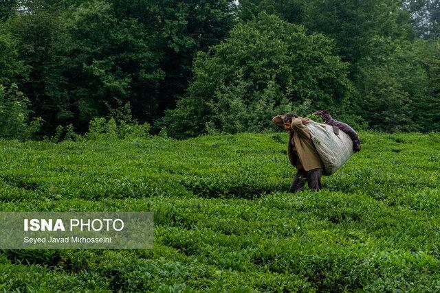 پرداخت ۶۷ میلیارد تومان تسهیلات به فعالان صنعت چای