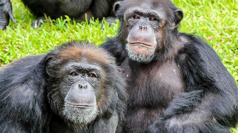 چرا انسان‌ها تا این حد نوشیدن الکل را دوست دارند؟