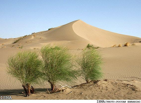 بیابان زدایی در ۱۲۵ هکتار از اراضی بیابانی جنوب سمنان