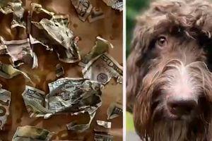 یک سگ گرسنه، چهار هزار دلار پول نقد را بلعید! - Gooya News