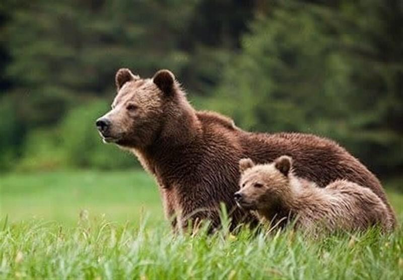نخستین خرس قهوه‌ای در کوهدشت دیده شد