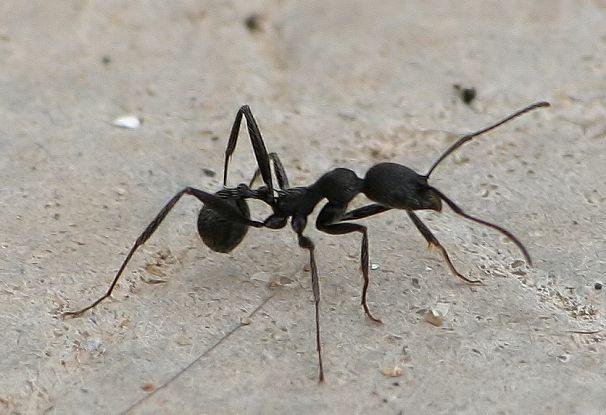 یافته‌های تازه دانشمندان از «ویژگی‌های شخصیتی» مورچه‌ها در درون کلونی‌
