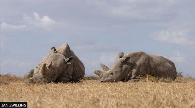 اولین عمل موفق لقاح مصنوعی کرگدن برای حفظ گونه در حال انقراض