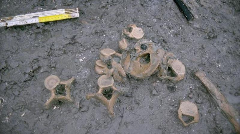 آدامس ۱۰ هزار ساله پرده از راز رژیم غذایی انسان‌های عصر حجر برداشت