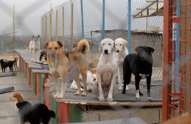 مستندی برای صحت کشتار سگ ها در رودسر وجود ندارد
