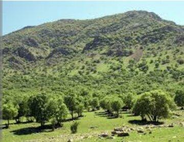 ۸۴۶ هزار اصله نهال در همدان کاشته شد