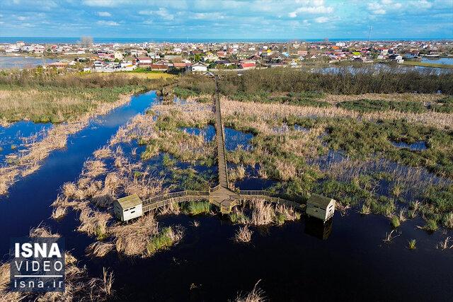 ویدیو/ امیرکلایه؛ تالابی بین‌المللی با تنوع زیستی بالا