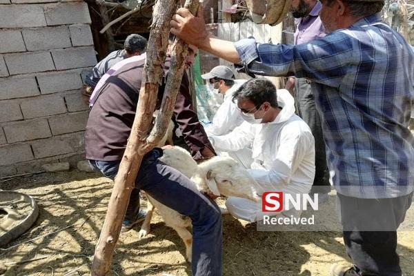 برگزاری اردوی جهادی دامپزشکی در توابع سیستان+ تصویر