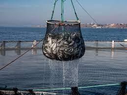 پیکره آبی به مزارع آبزی‌پروری تبدیل می‌شود/ افزایش حجم سرمایه‌گذاری در حوزه شیلات به ۲۰ همت در سال جدید