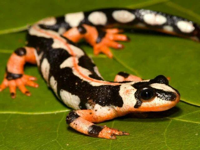 ممنوعیت فروش گونه‌های گیاهی و جانوری در  معرض خطر انقراض در گیلان