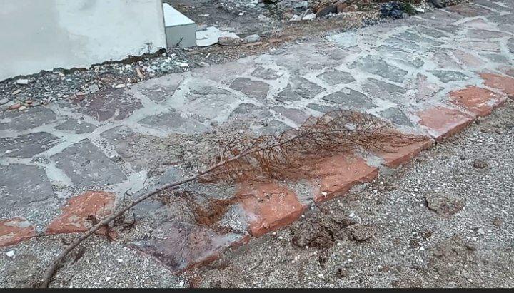 عاقبت کاشت کاج در آشوراده! / حفظ طبیعت پیش‌کش، نهال‌ها صد روز هم نماندند+فیلم