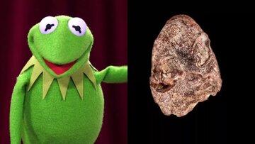 «کرمیت قورباغه» در طبیعت پیدا شد