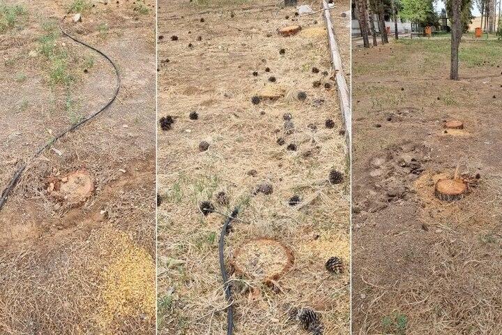 ورود دادستانی به ماجرای قطع ۴۰۰۰ درخت در جنگل نور