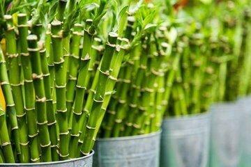 پروتئین این گیاه با شیرگاو برابری می‌کند