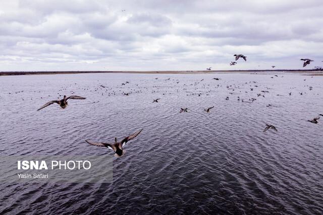پارک ملی بوجاق کیاشهر؛ بهشت پرندگان مهاجر