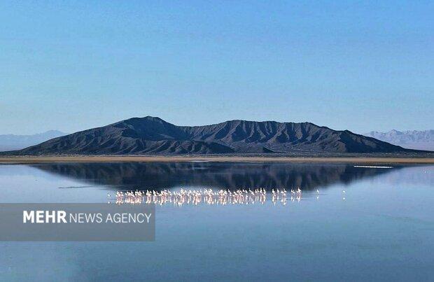 میهمانی ۳۰۰فلامینگو در گاوخونی/ نخستین کلونی‌های جوجه‌آوری ثبت شد