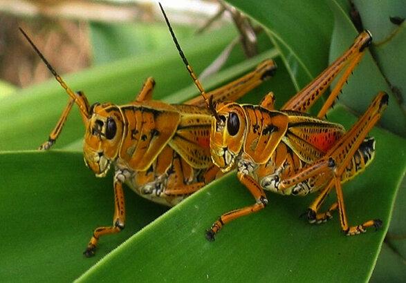 آغاز مبارزه با ملخ مراکشی در طارم