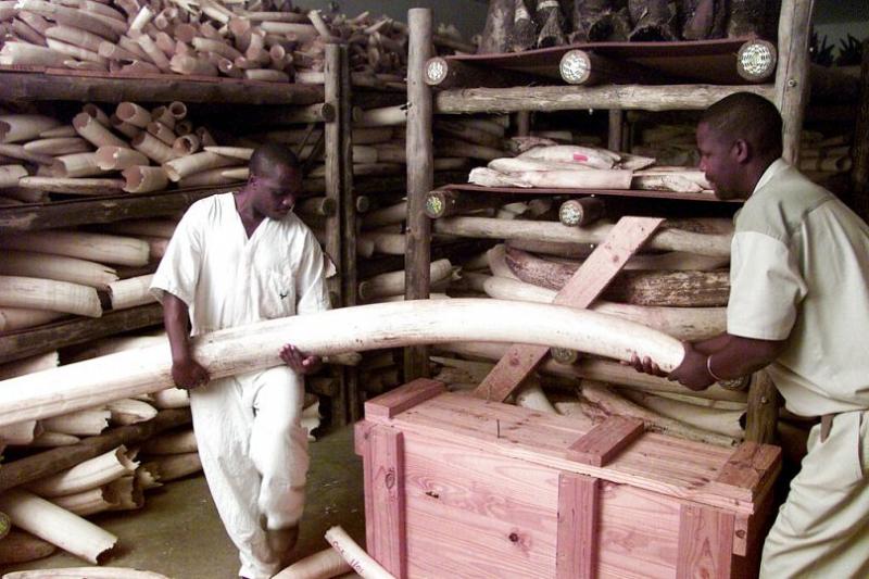 چرا بوتسوانا آلمان را به فرستادن ۲۰ هزار فیل تهدید کرده است؟