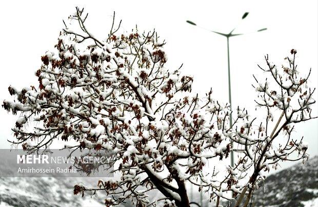 سامانه‌ خورشیدی جلوگیری از سرمازدگی درختان ساخته شد