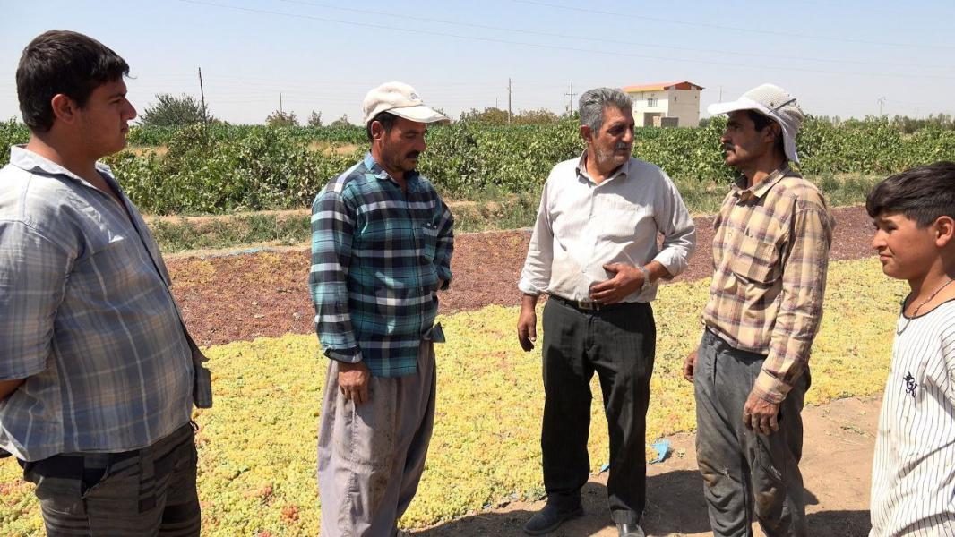 تیزر «بارگادون» منتشر شد/ مستندی درباره آداب خوشه‌چینی انگور