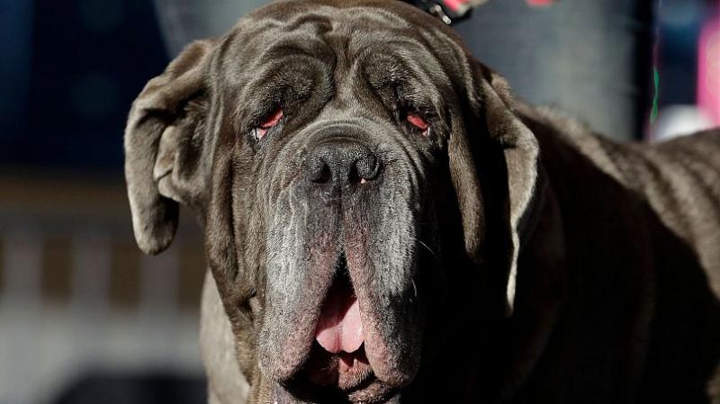 رابطه خاویر میلی با روح سگ مرده‌اش؛ مخالفان رئیس‌جمهوری آرژانتین سلامت روانی او را زیر سوال می‌برند