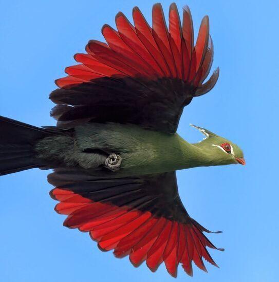 تصویر حیرت‌انگیزازدست زن مصری بعداز ۳۳۰۰ سال