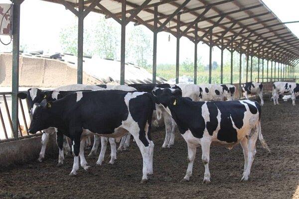 کاهش ۶.۳ درصدی تورم نقطه به نقطه تولیدکننده زراعت و دامداری