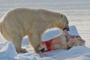  چرا گاهی اوقات برخی حیوانات بچه‌های خود را می‌خورند؟  - Gooya News