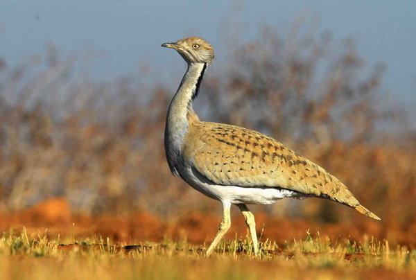 ثبت تصویر از گونه کمیاب هوبره در عباس‌آباد نایین