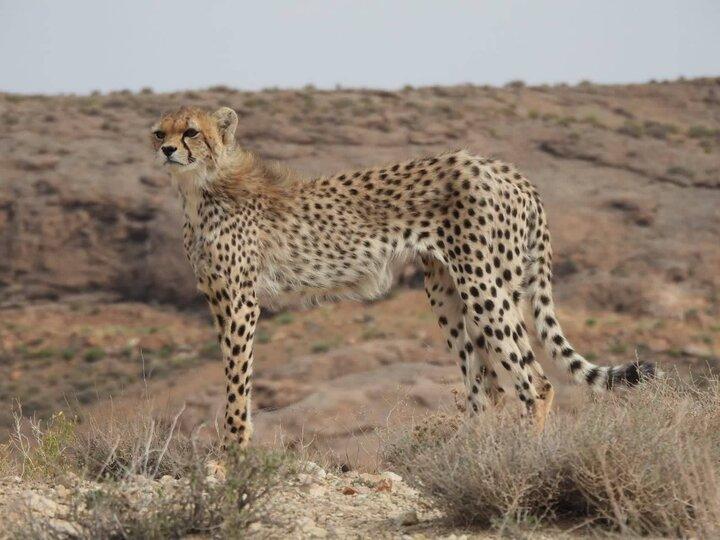 «گیسو» مهمان جدید توران شد