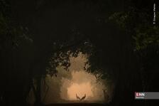 عکس‌های برتر سال ۲۰۲۴ با موضوع حیات وحش